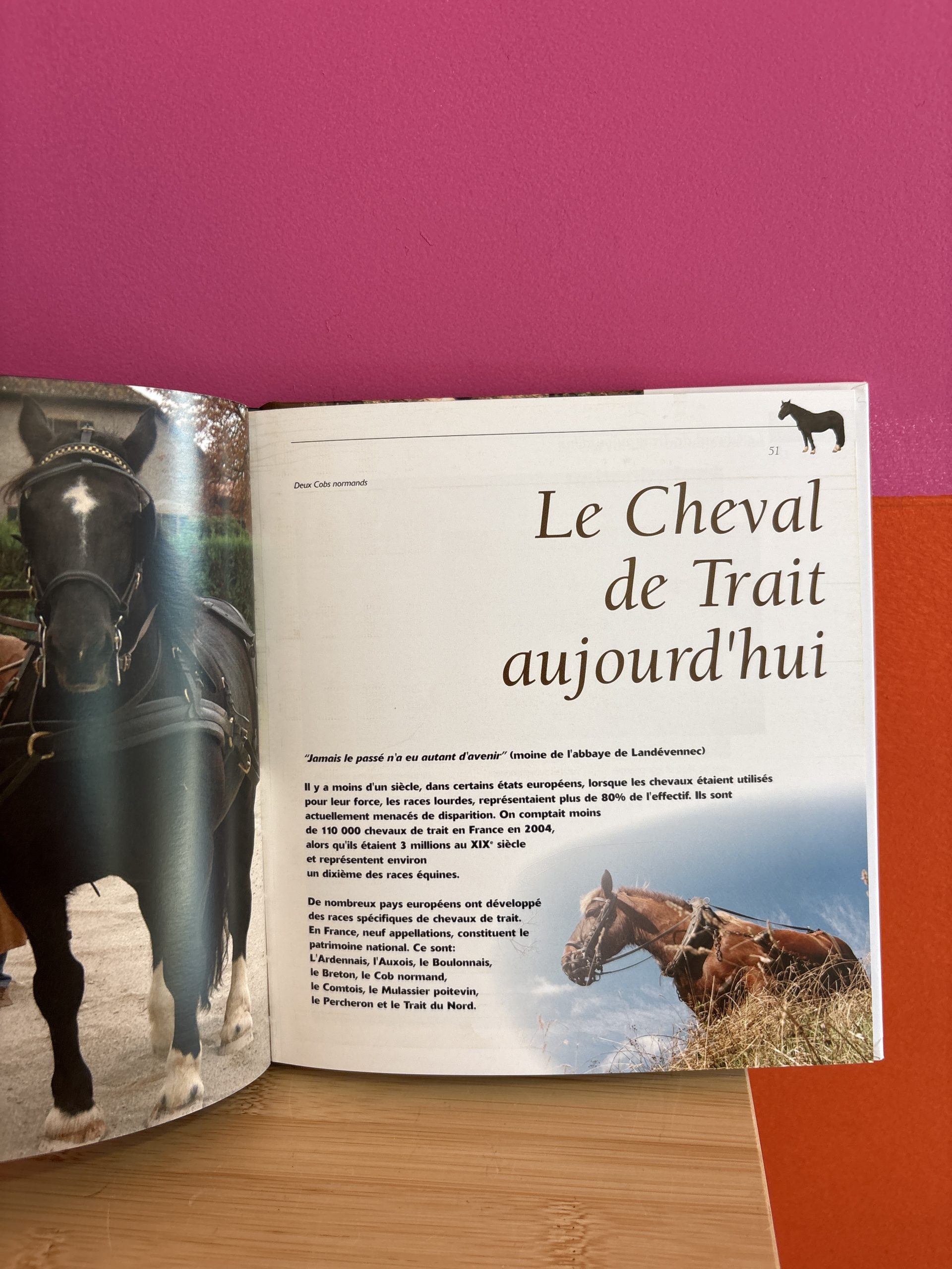 Chevaux de trait - documentaire – Image 3